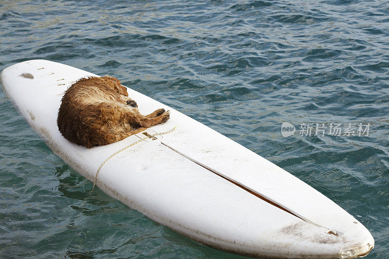 狗冲浪板