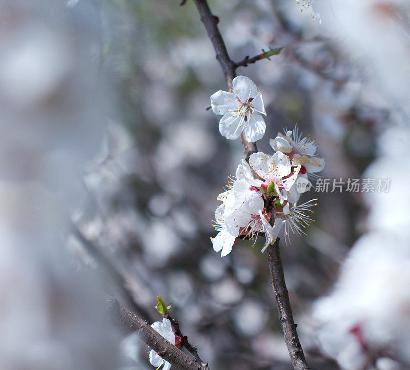 杏色的花。