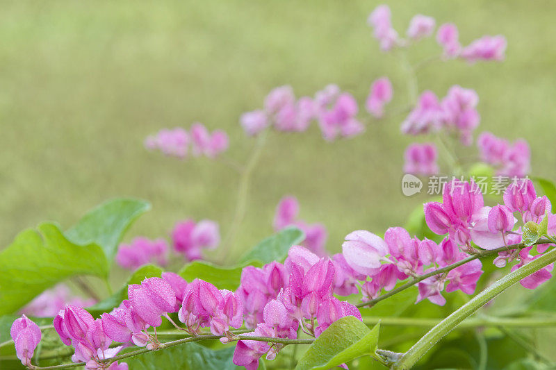 粉红花藤系列