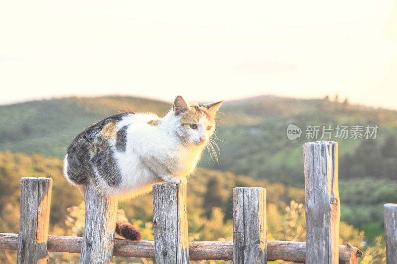 猫在篱笆上休息