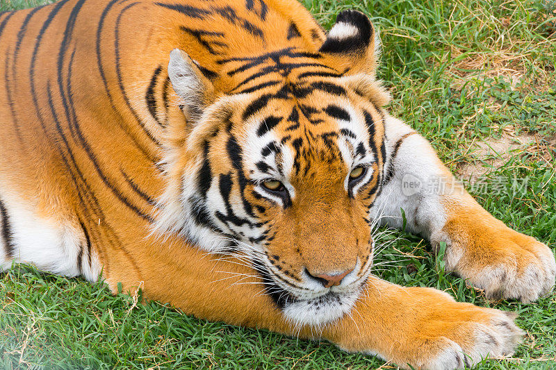老虎躺在草地上