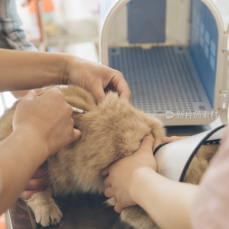 兽医正在给加菲猫注射疫苗