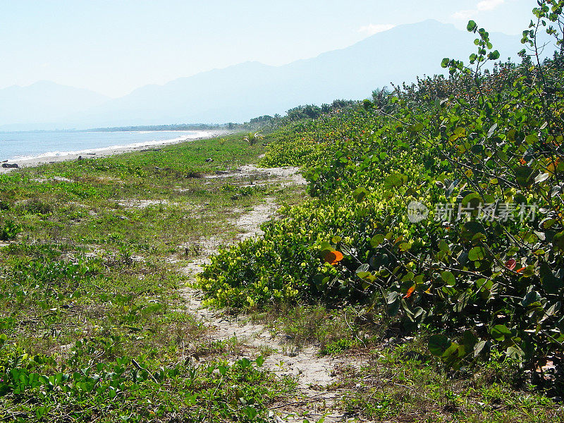 洪都拉斯拉塞巴附近海岸海滩沙丘植被