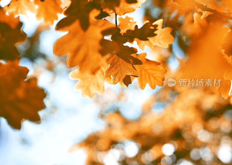 秋天的橡树叶