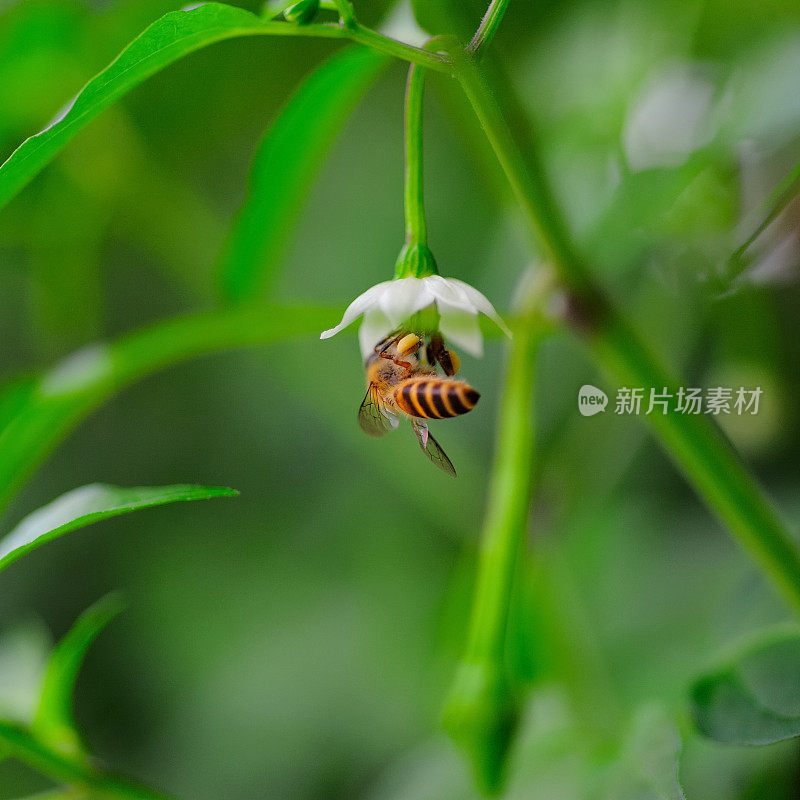 胡椒花和蜜蜂08