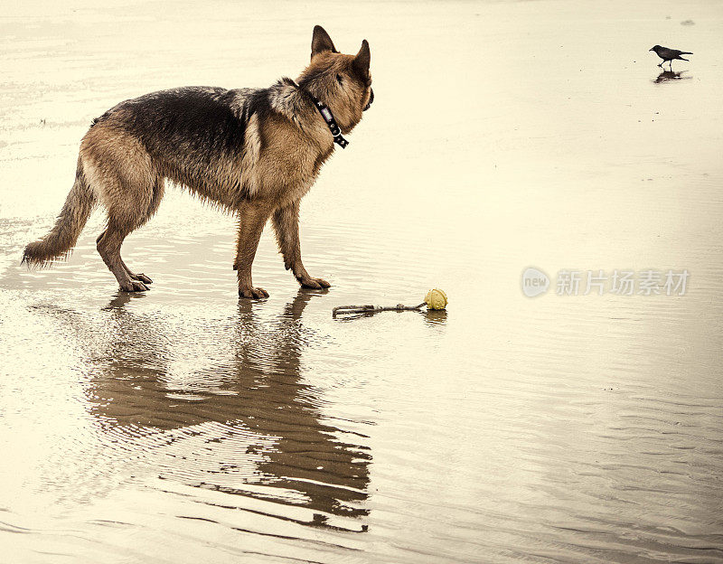 行动中的德国牧羊犬