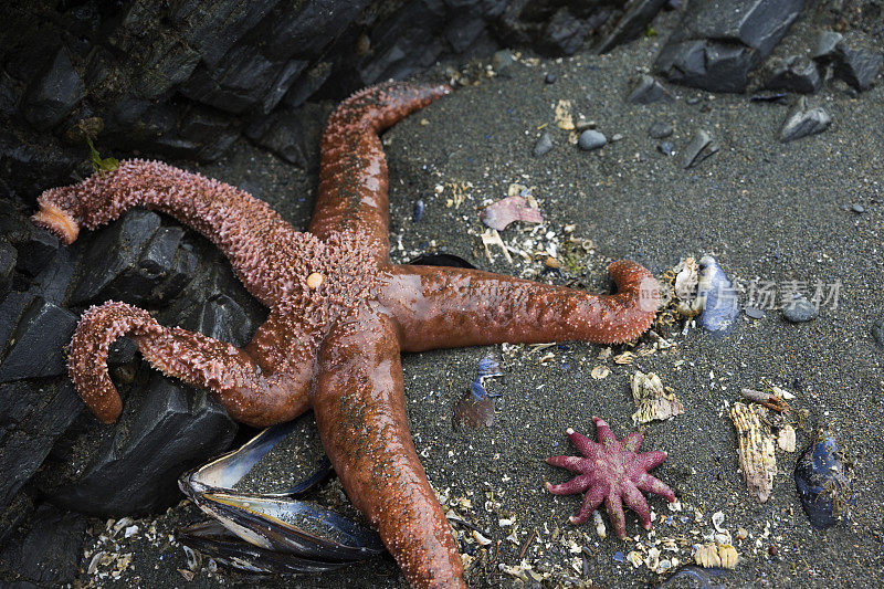 朱诺海岸的海洋生物