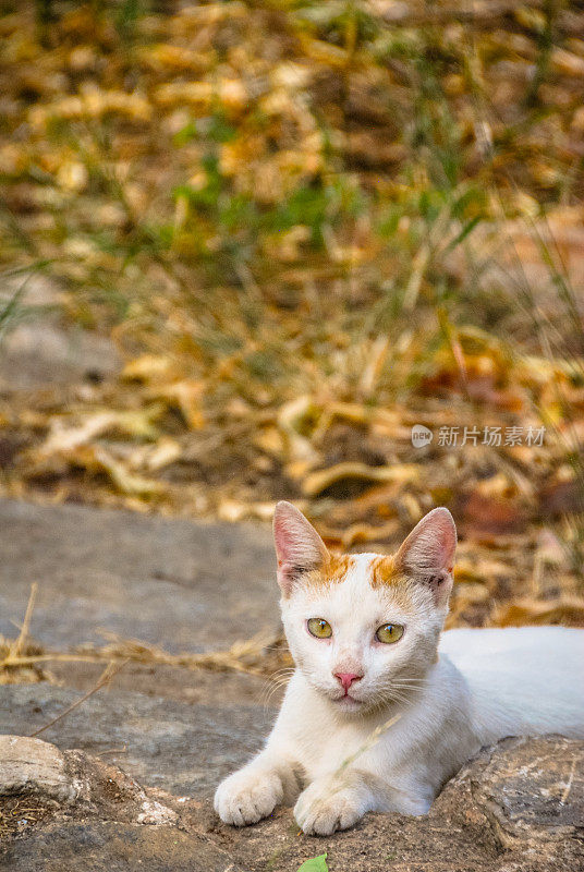 白色的流浪小猫