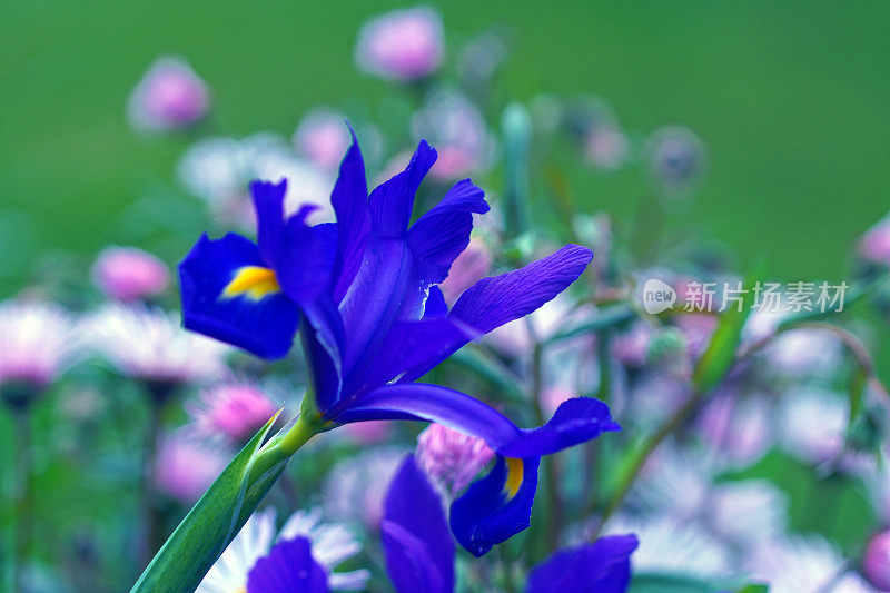 艾里斯和夏天的雏菊