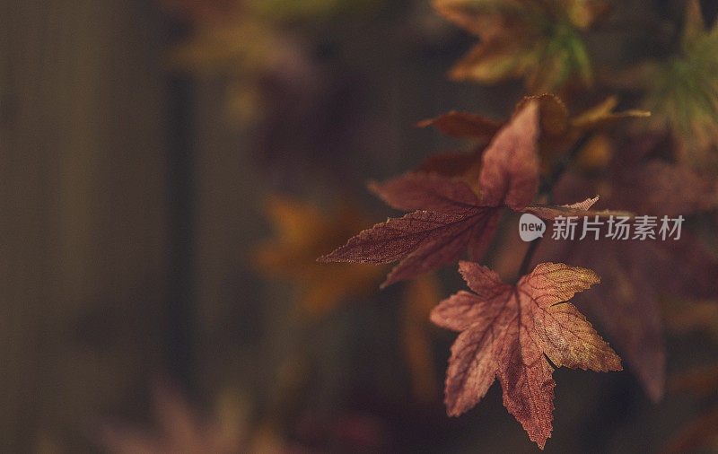 秋天的背景与散焦枫叶