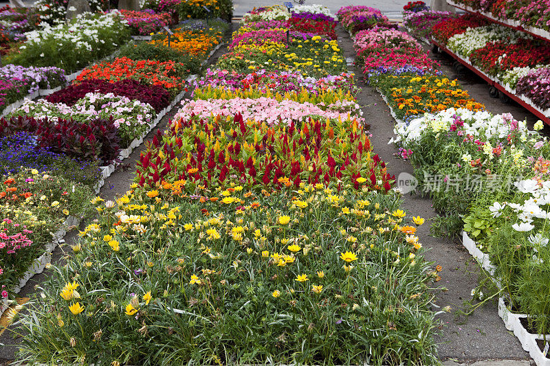 加拿大蒙特利尔，Atwater农贸市场户外花卉花园中心