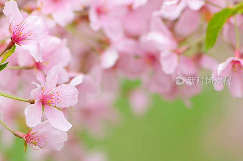 粉红色樱花相框