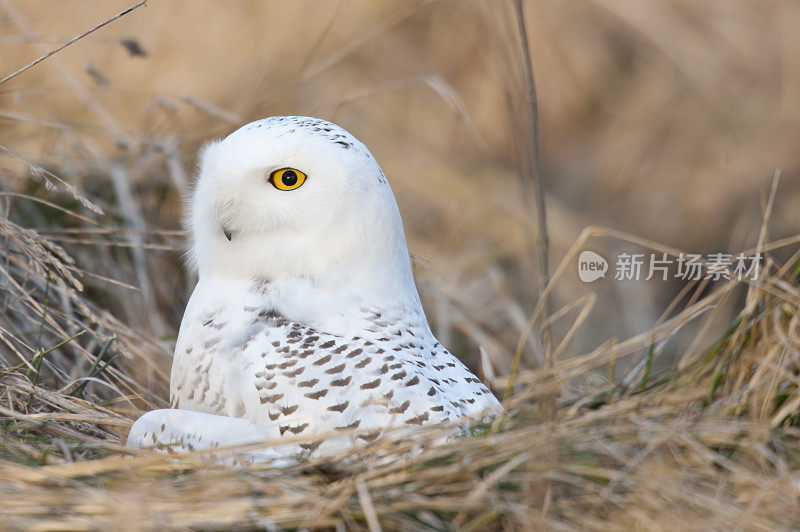 雪的眼睛