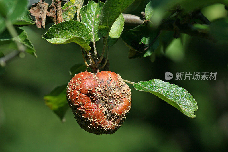 烂苹果挂在太阳下