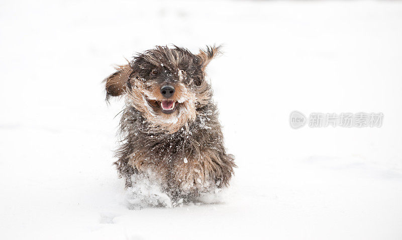 雪犁