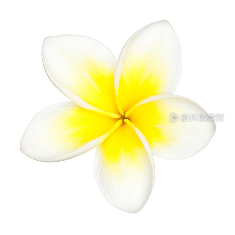 鸡蛋花(Plumeria)花。