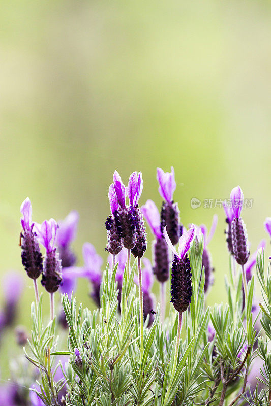 紫色的法国薰衣草花头映衬着绿色的背景，复制空间