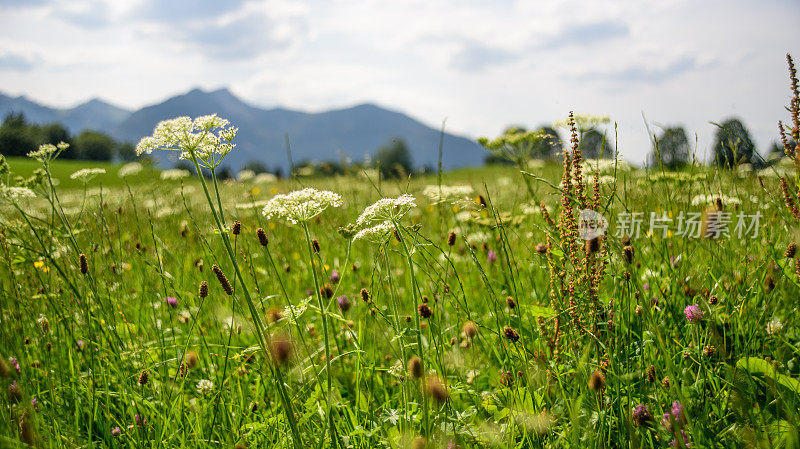 夏天的野生草地