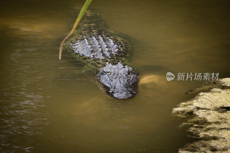 鳄鱼潜伏在沼泽的彩色图像