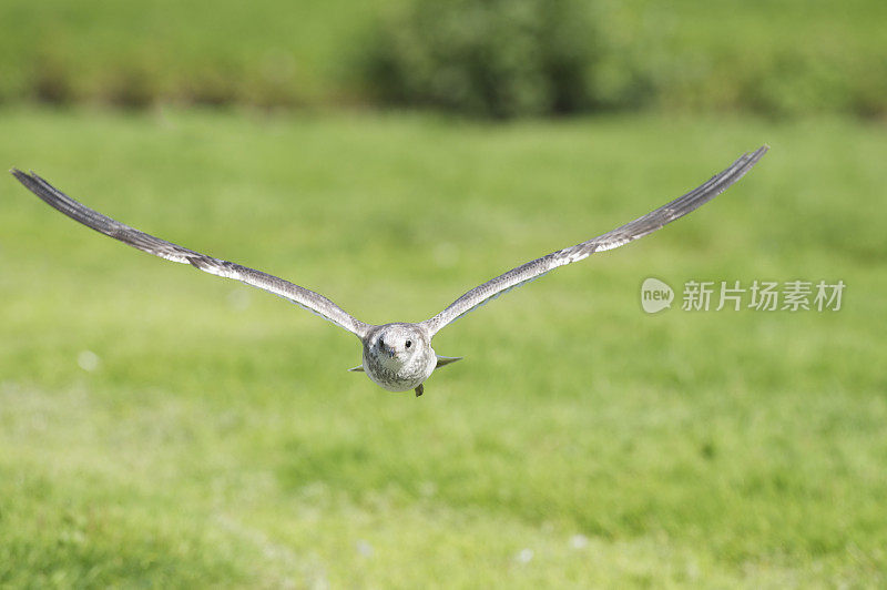 海鸥在草地上低低地飞向照相机