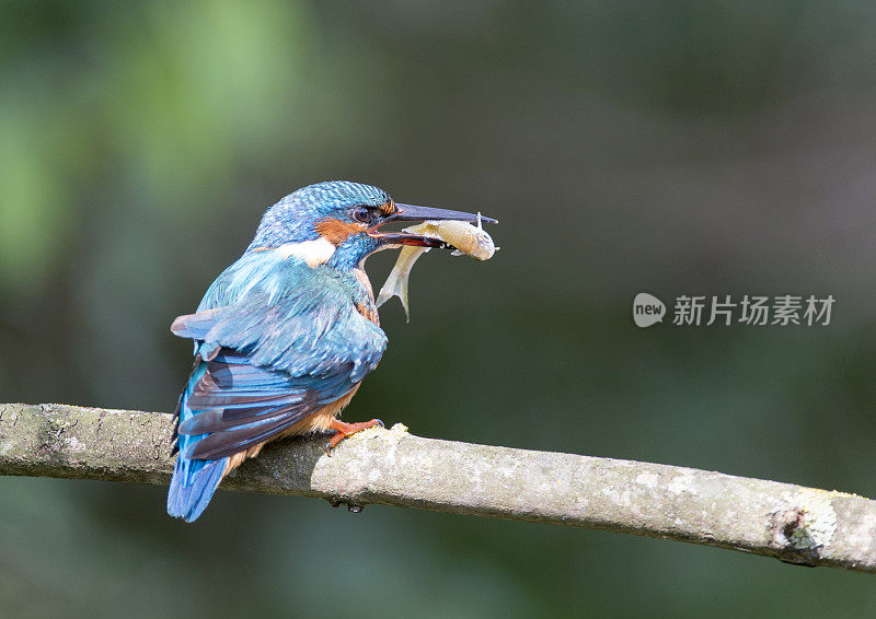 雄性翠鸟与一只小鱼一起栖息