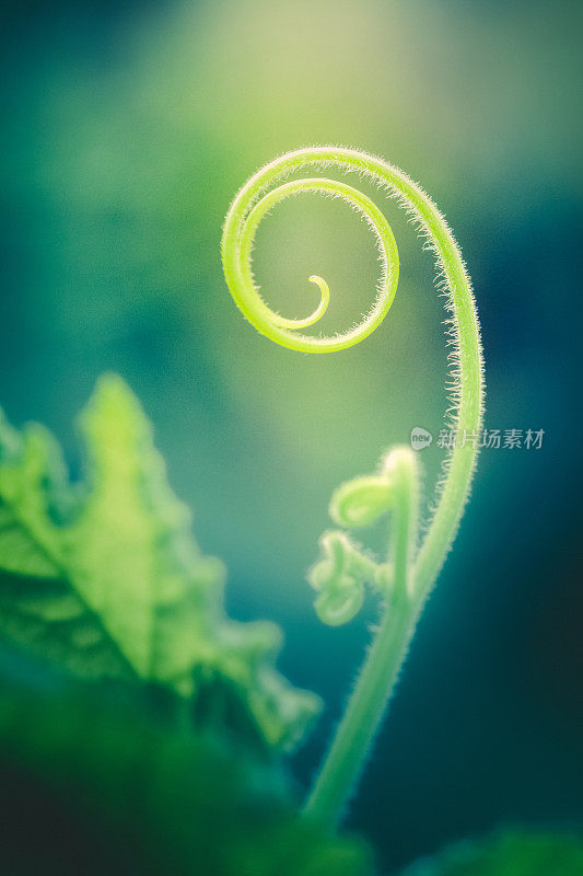 卷卷须特写与植物毛和散景背景