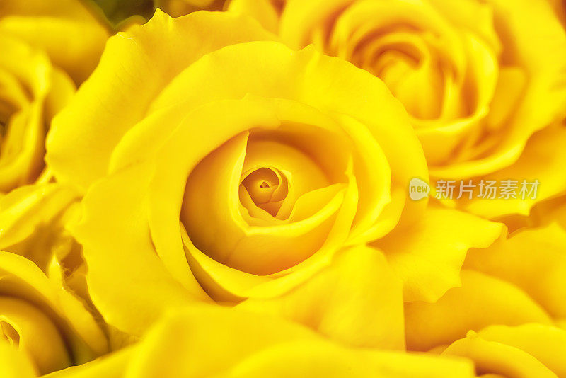 微距摄影黄色玫瑰花瓣