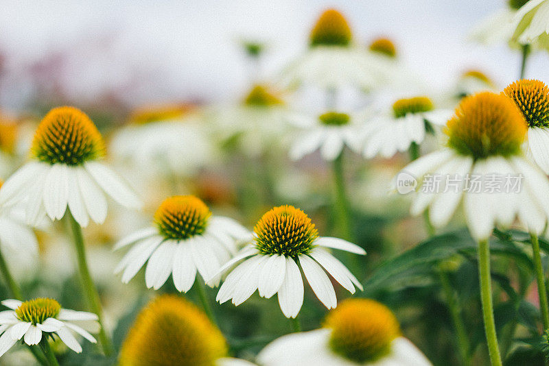 白色的松果菊