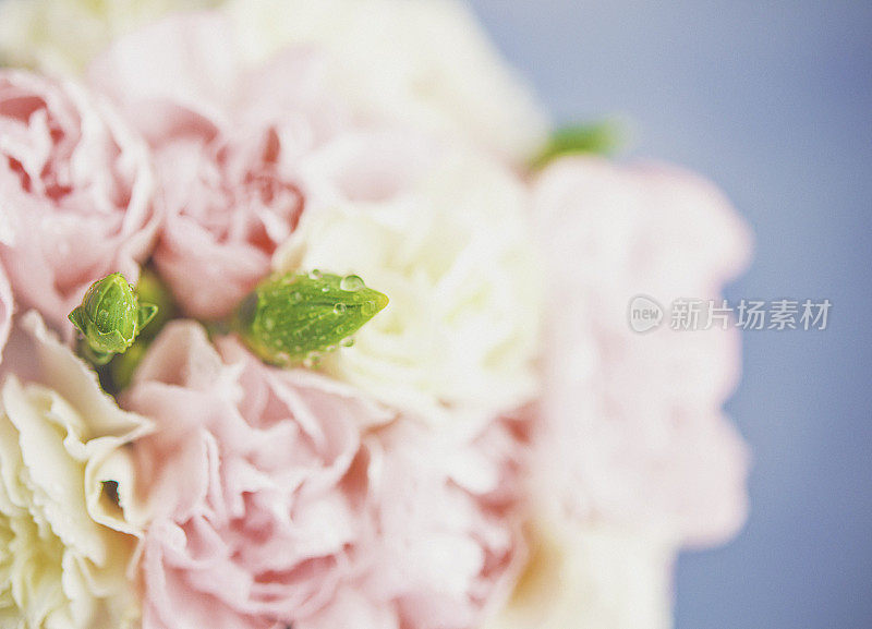 粉彩背景与各种康乃馨的花朵和露珠