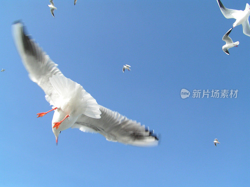 海鸥