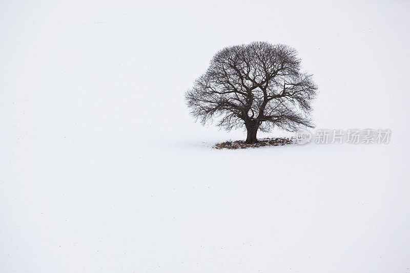 雪中的橡树