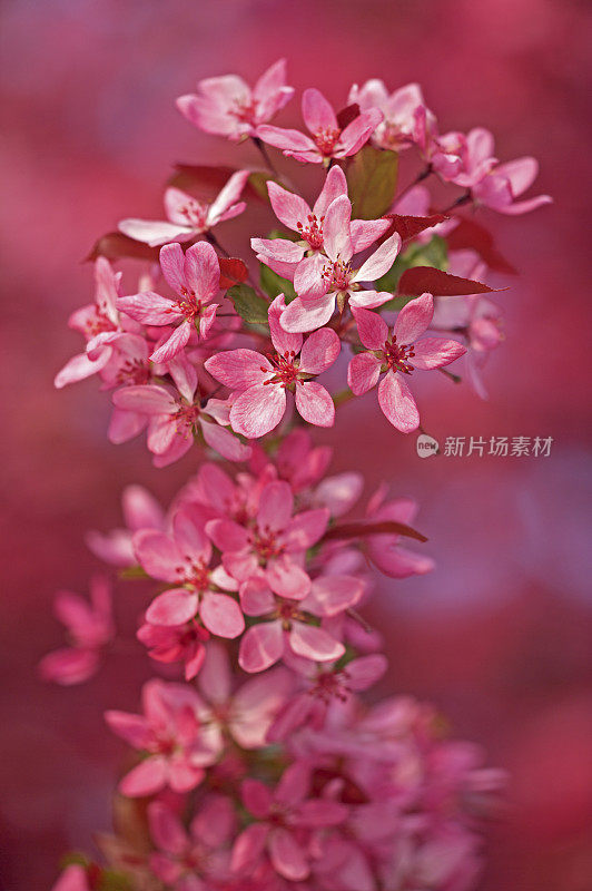 红海棠花