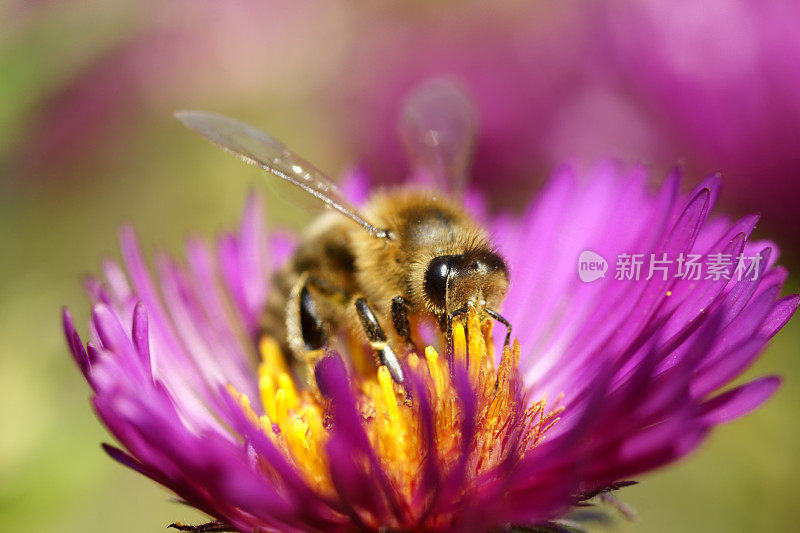 蜜蜂在紫花菊上