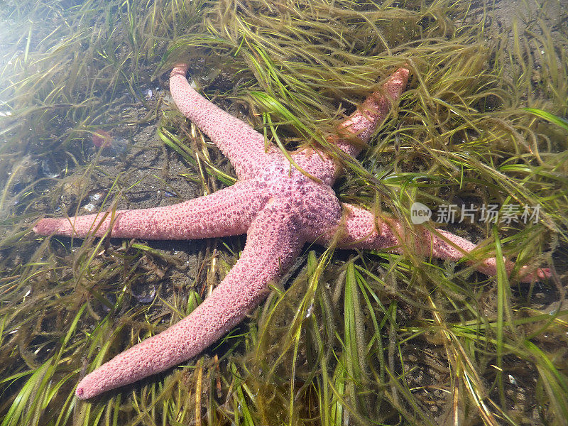 海草中的粉红色海星