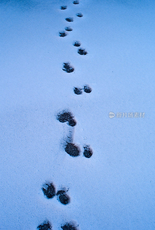 雪地上有狗爪印