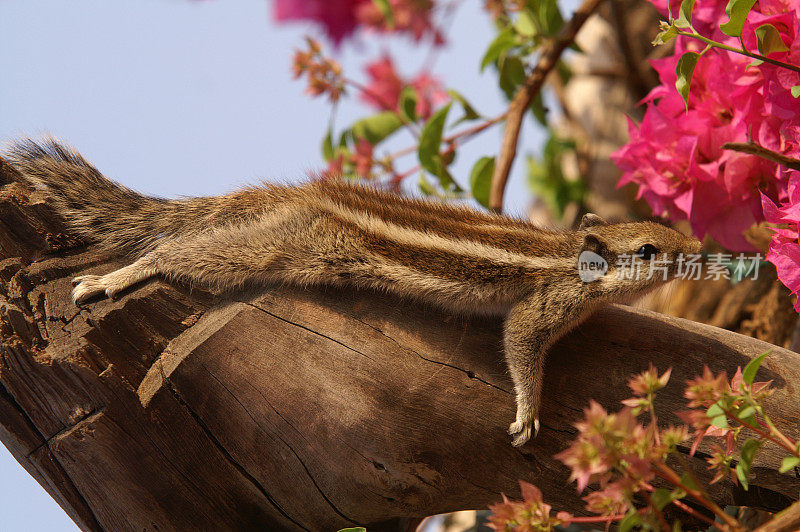 印度棕榈松鼠