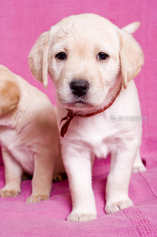 拉布拉多幼犬