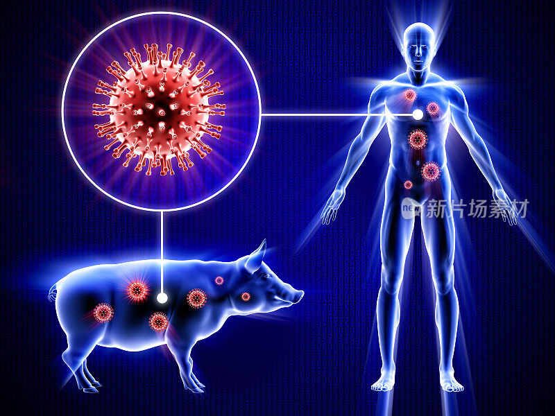 猪流感-人，猪和病毒