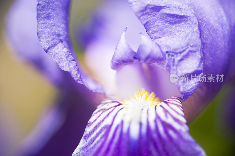 紫花鸢尾