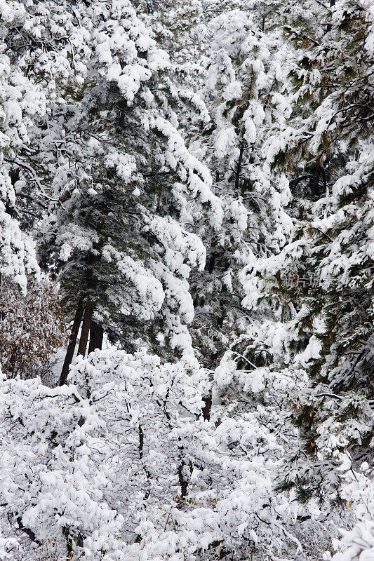 白雪皑皑的松树