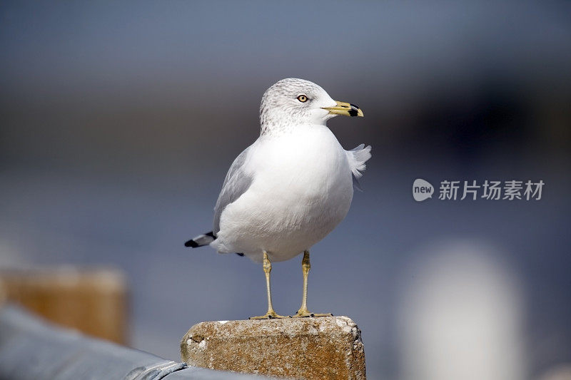 加利福尼亚海鸥