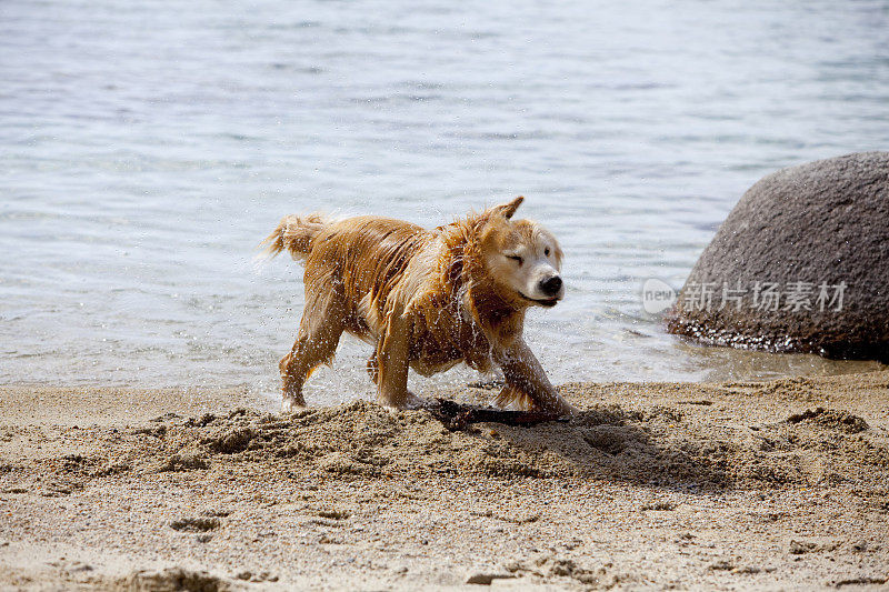 湿金毛猎犬拉布拉多水可爱的宠物狗