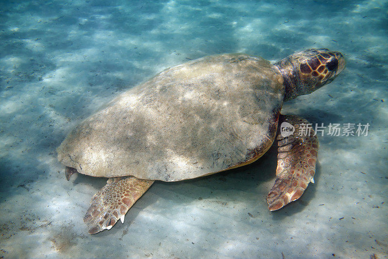 红海龟海龟
