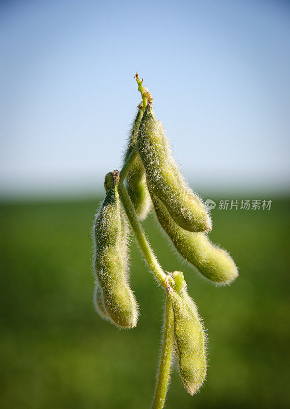 大豆豆荚