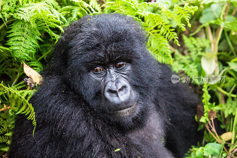 雌性山地大猩猩靠近卢旺达
