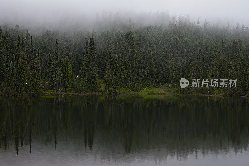 雷尼尔山的黑森林