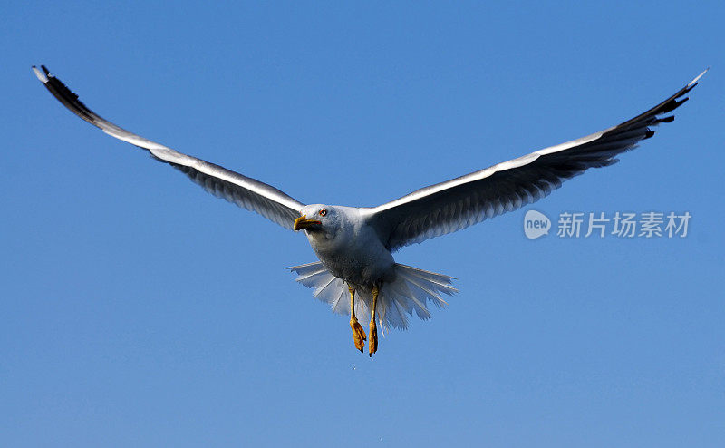 飞翔的海鸥