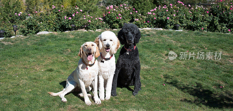 三只可爱的狗，拉布拉多和狮子狗