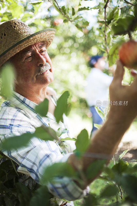 苹果园和收获。