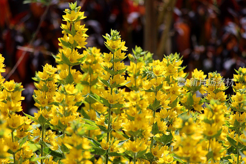 花园里亮黄色的石竹花(石竹花)图片